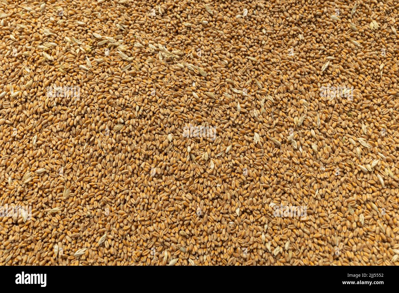 Pile of fresh Wheat grain background texture. image of wheat grain ...