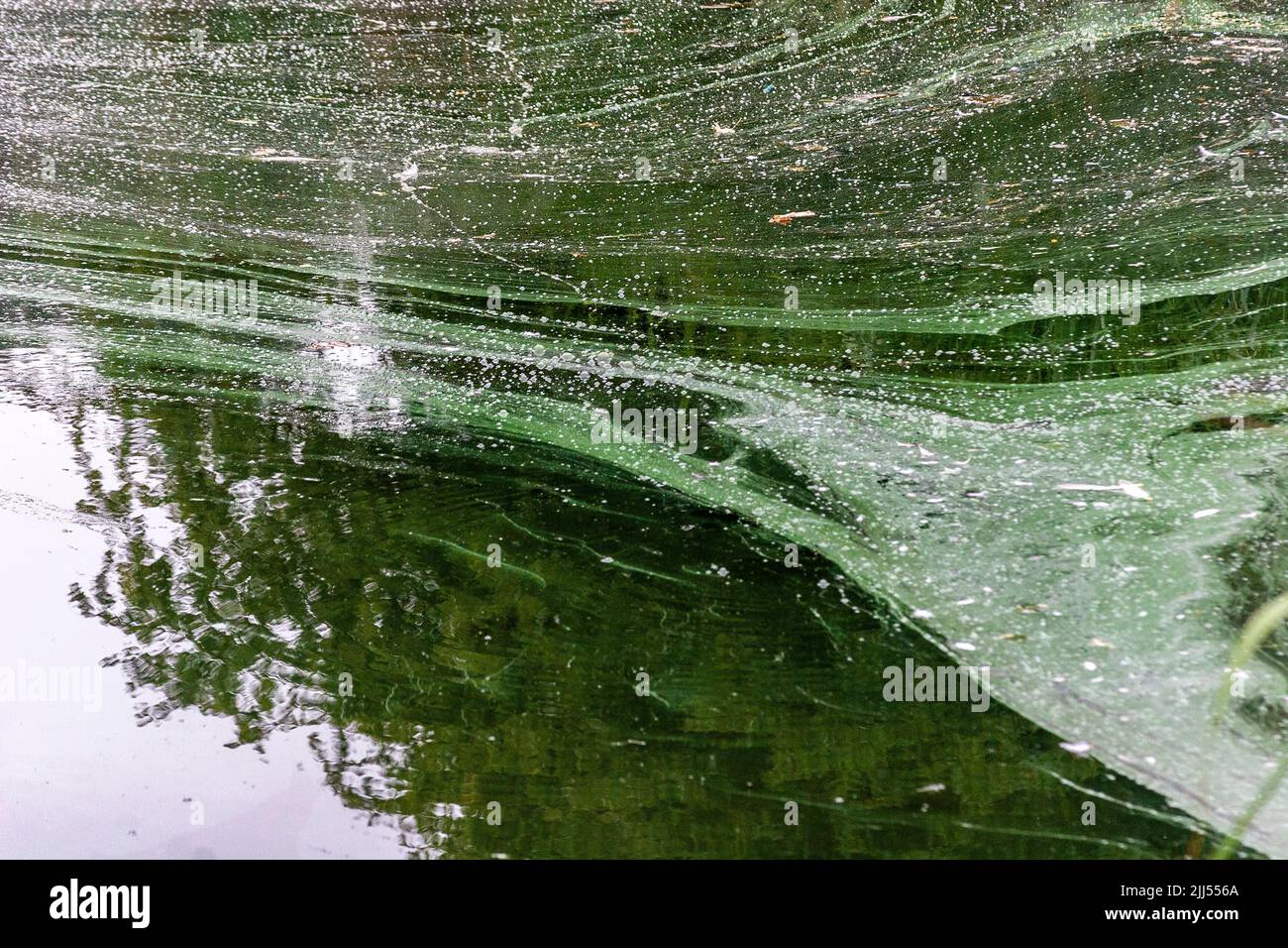 Northampton. UK. 23rd July, 2022. The public  has warned to keep away from the water in Abington Park lake after the discovery of a blue-green algae bloom in the water.  Credit:  Keith J Smith./Alamy Live News Stock Photo