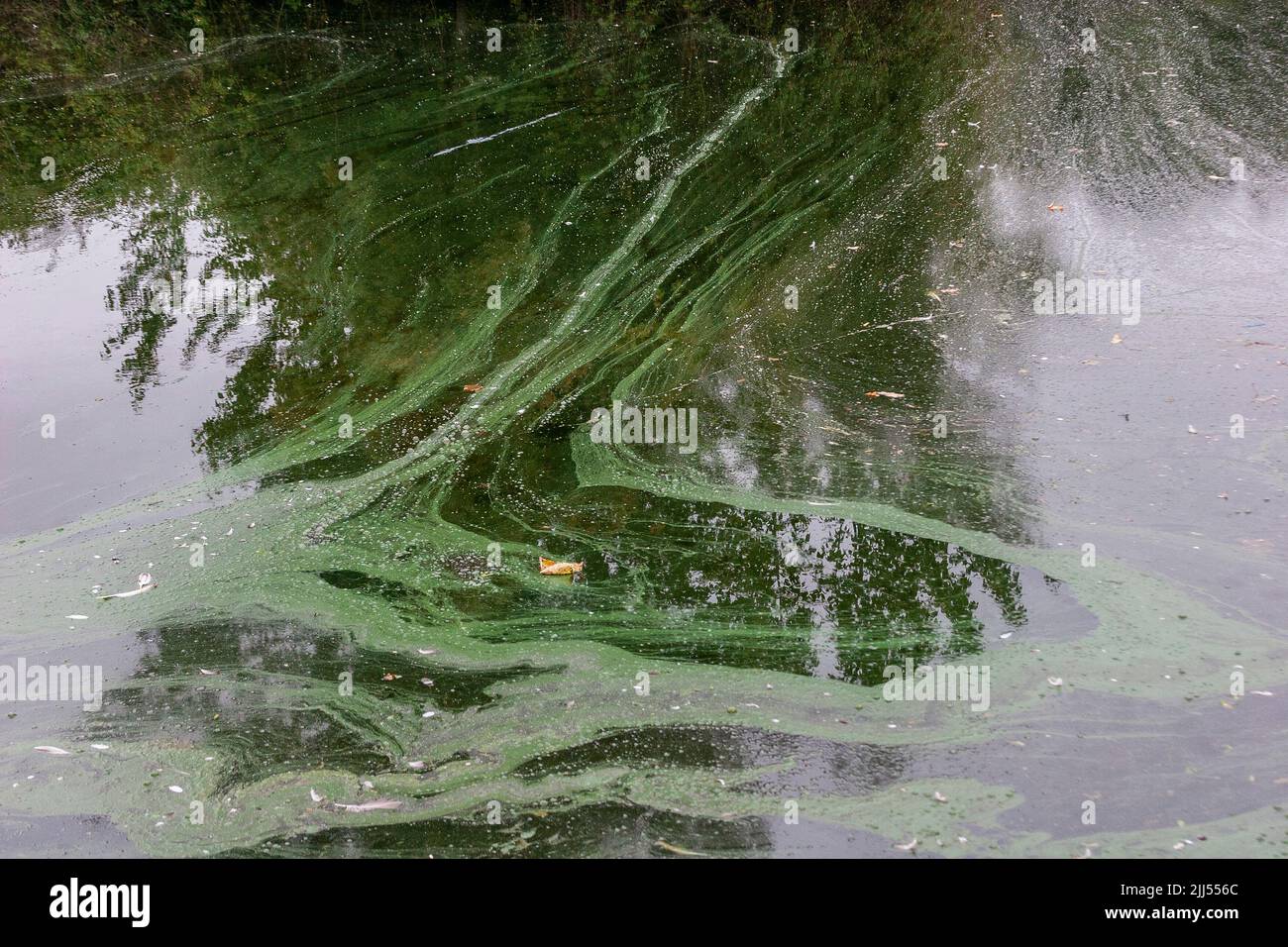 Northampton. UK. 23rd July, 2022. The public  has warned to keep away from the water in Abington Park lake after the discovery of a blue-green algae bloom in the water.  Credit:  Keith J Smith./Alamy Live News Stock Photo