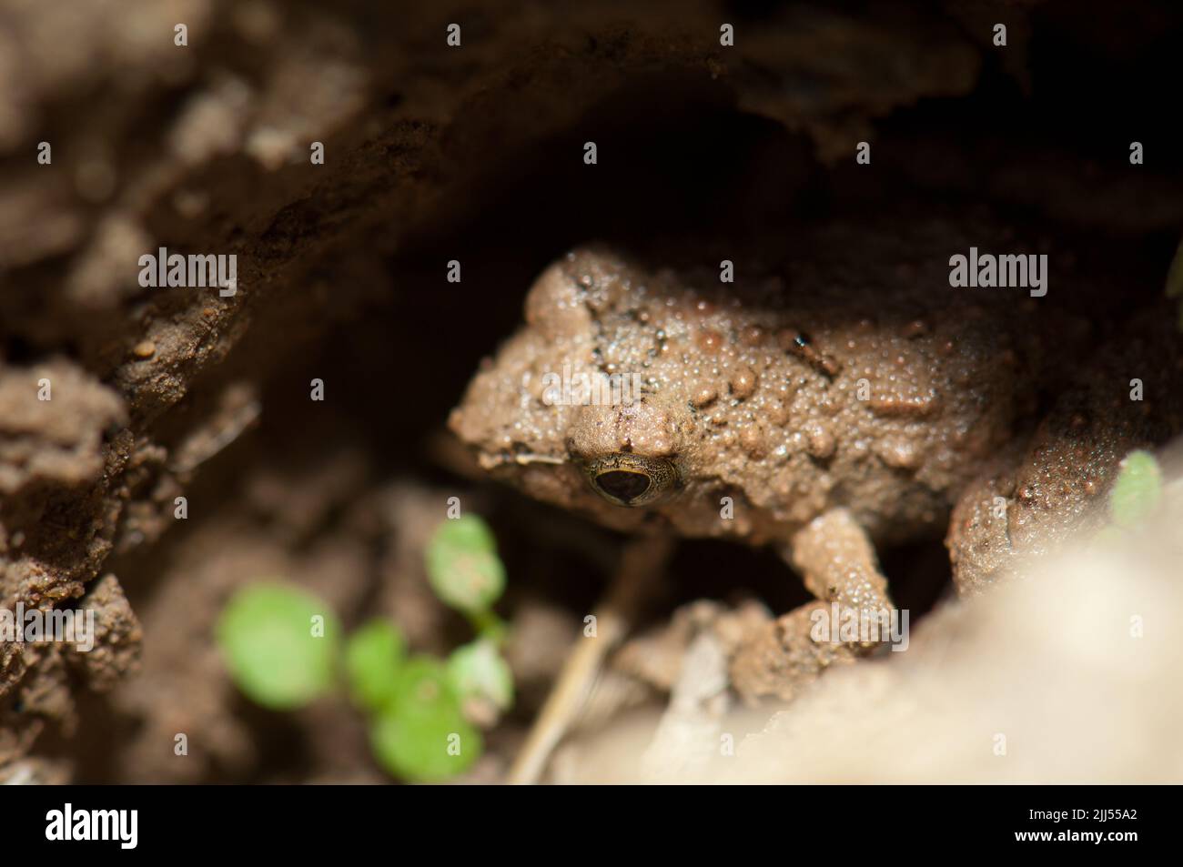 Frog on the bank of the Gambia River. Niokolo Koba National Park
