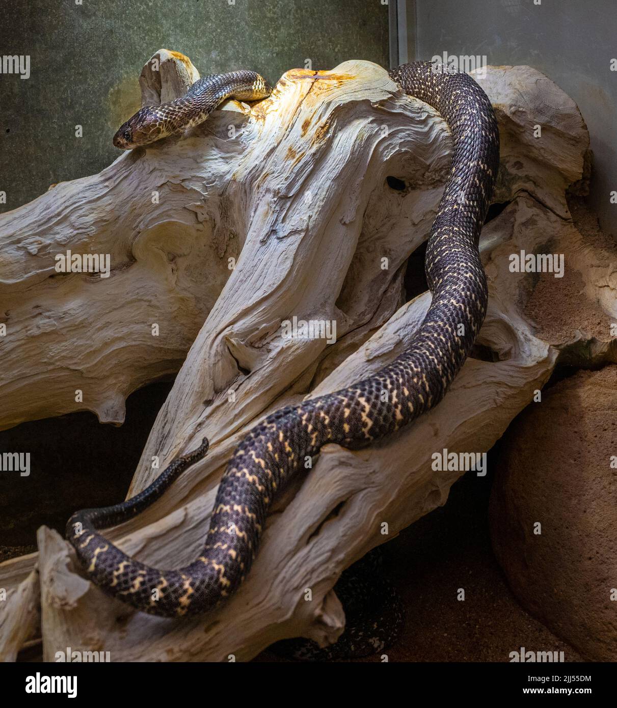 Indian or spectacled cobra (Naja naja) Naja is a genus of venomous elapid snakes. Stock Photo