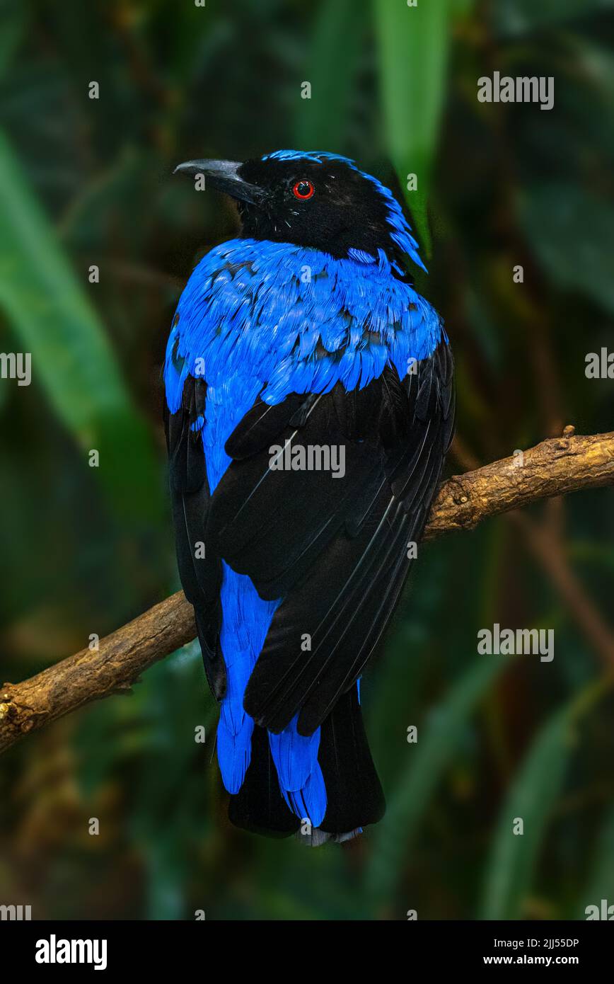 Asian Fairy Bluebird (Irene-puella-sikkimensis) Resting on a branch Stock Photo