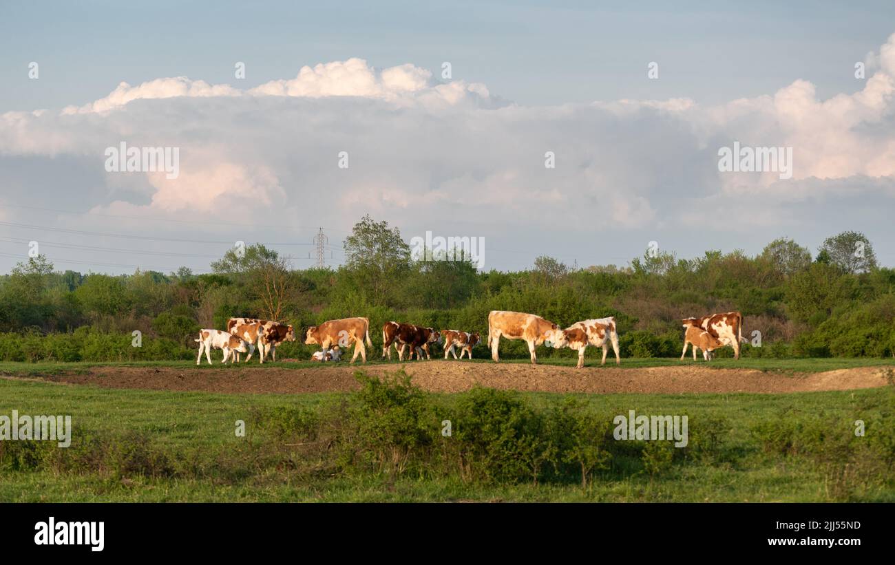 Cattle graze on pasture in spring against huge cumulonimbus cloud, cow