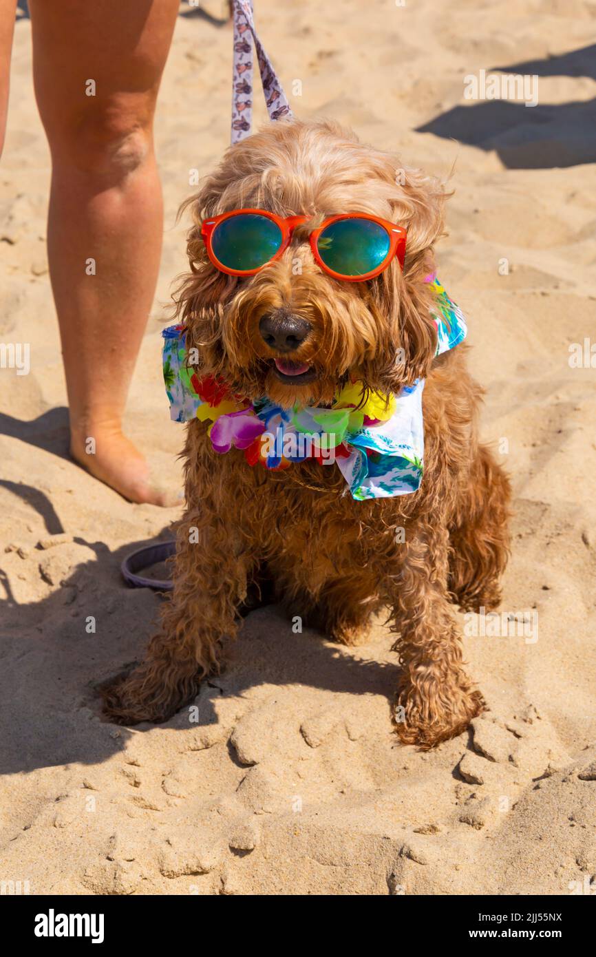 Competitors don fancy dress for UK dog surfing championships, Surfing