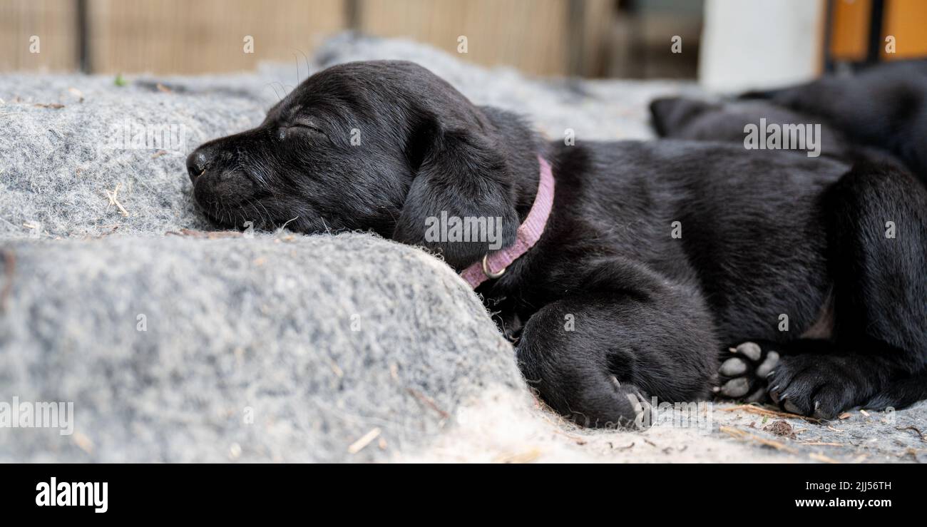 Adorable little black labrador retriever puppy sleeping Stock Photo - Alamy