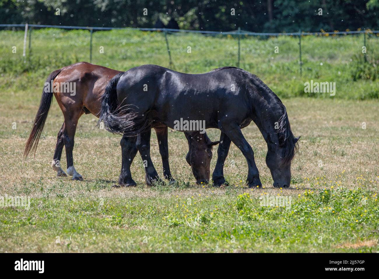 With horses hi hi-res stock photography and images - Alamy
