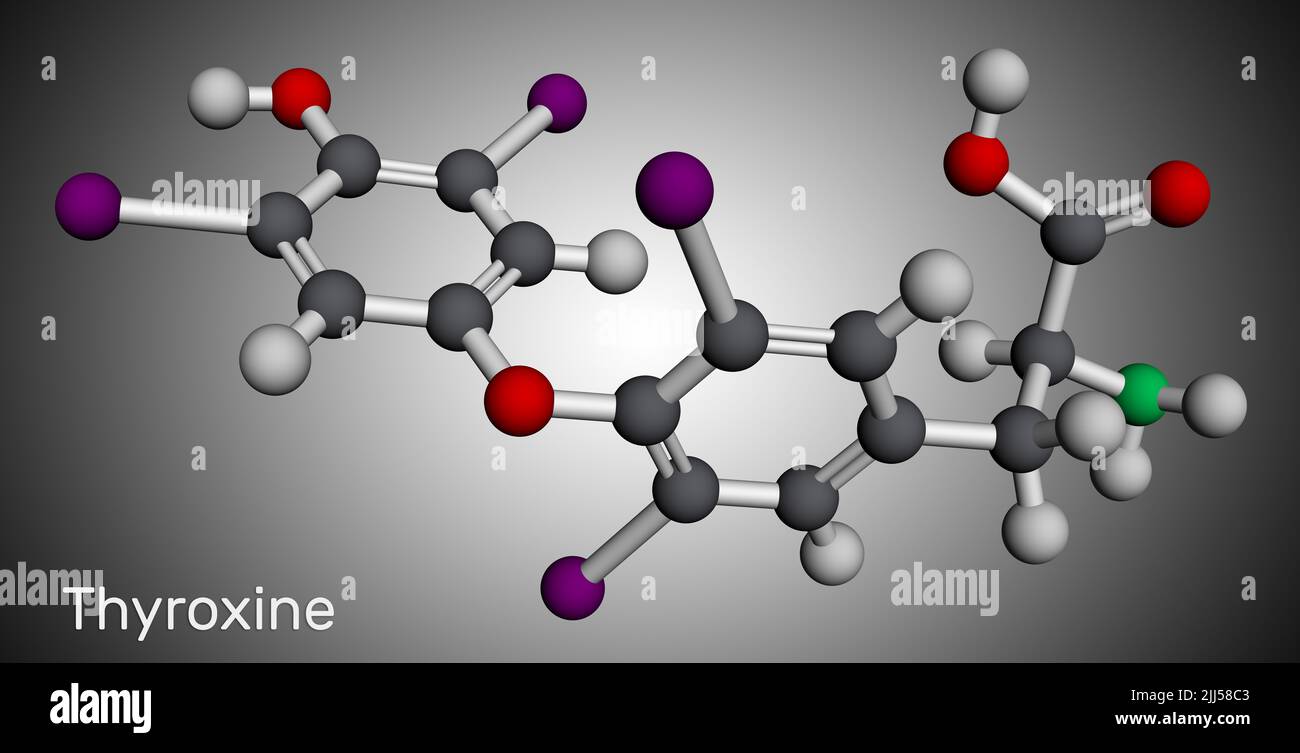 Thyroxine, T4, levothyroxine molecule. It is thyroid hormone, prohormone of thyronine T3, used to treat hypothyroidism. Molecular model. 3D rendering Stock Photo