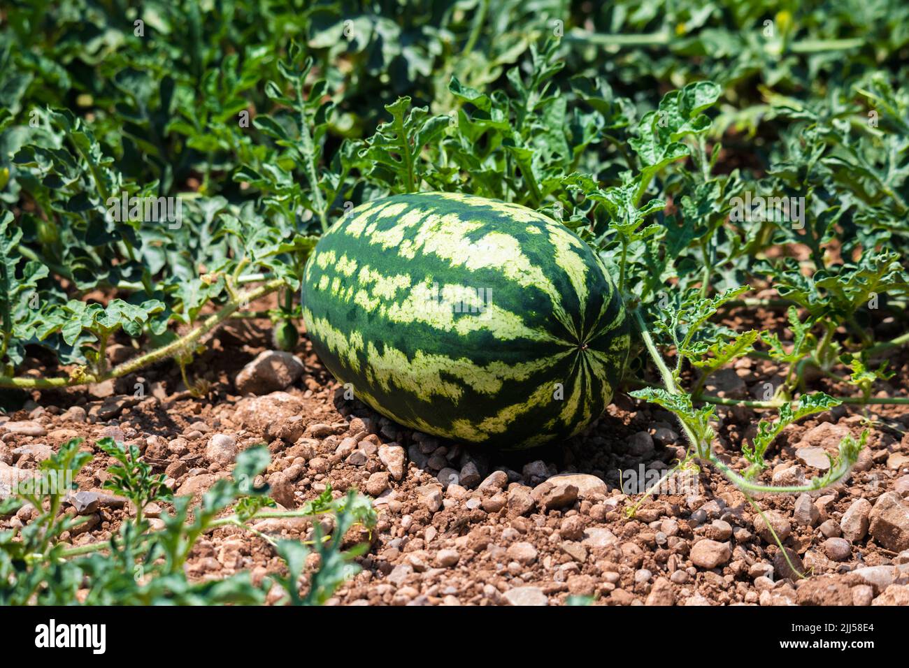 Close up of a large watermelon under the sun Stock Photo