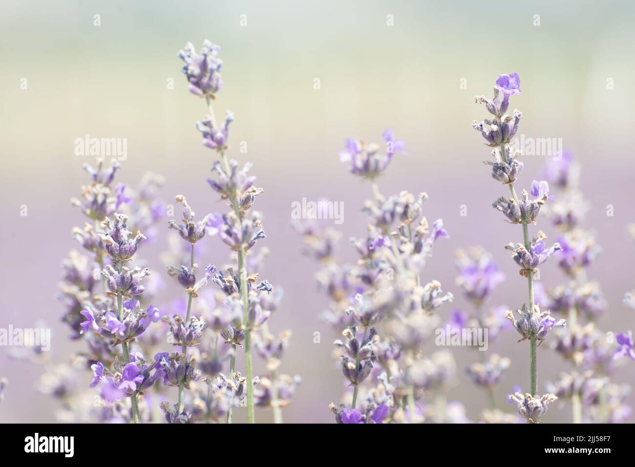 Close-up macro photography of blooming lavender (Lavandula angustifolia, Lavandula officinalis) Stock Photo