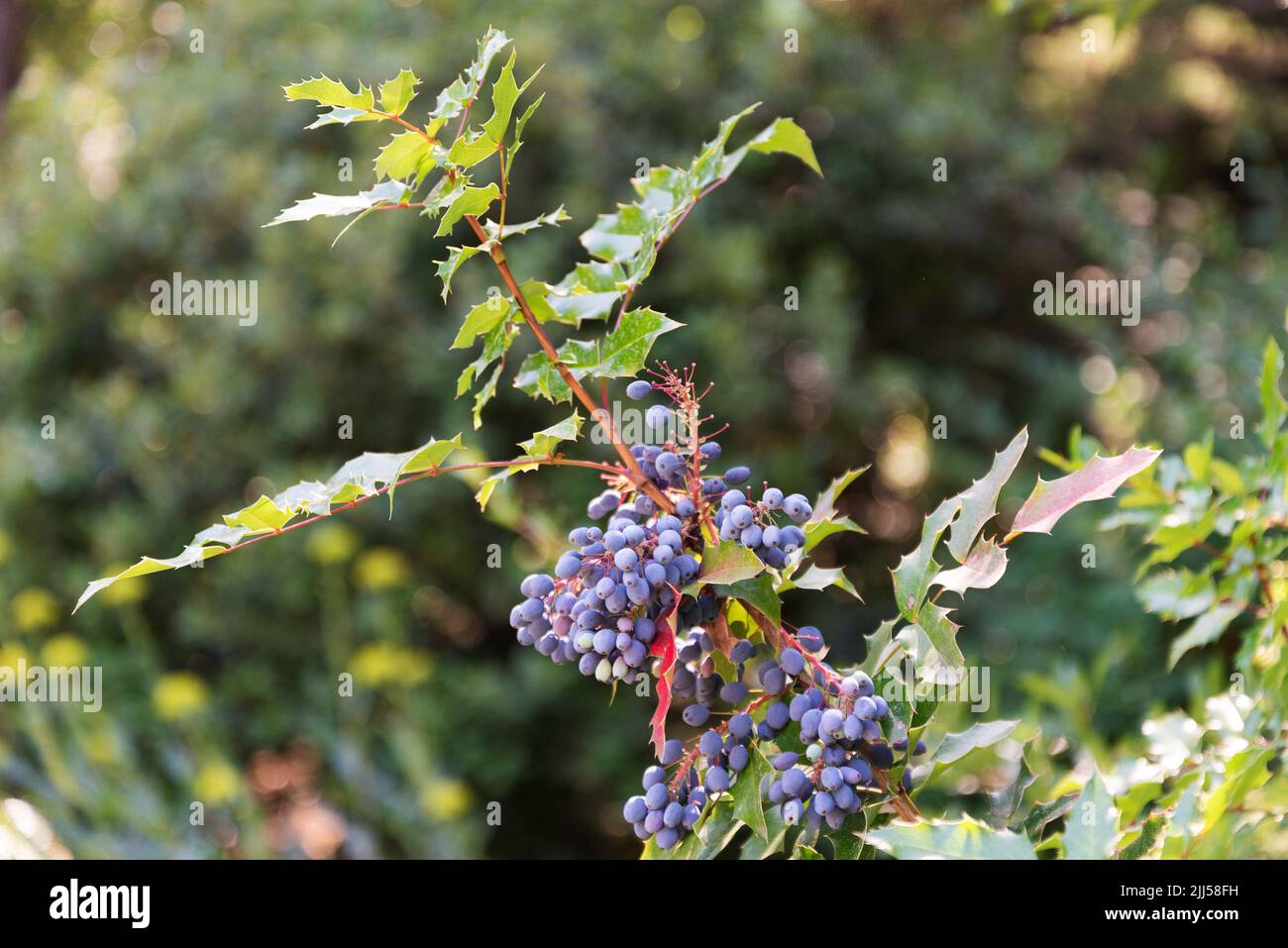 Branch of evergreen shrub Mahonia aquifolium with blue fruits on a sunny day Stock Photo