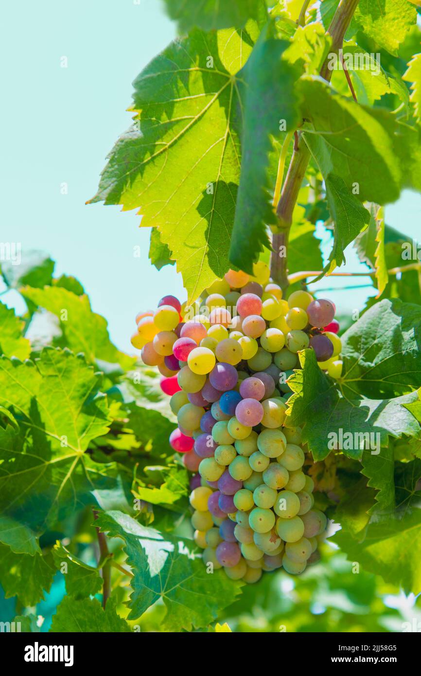 Delicious grape clump surrounded by grape vines Stock Photo