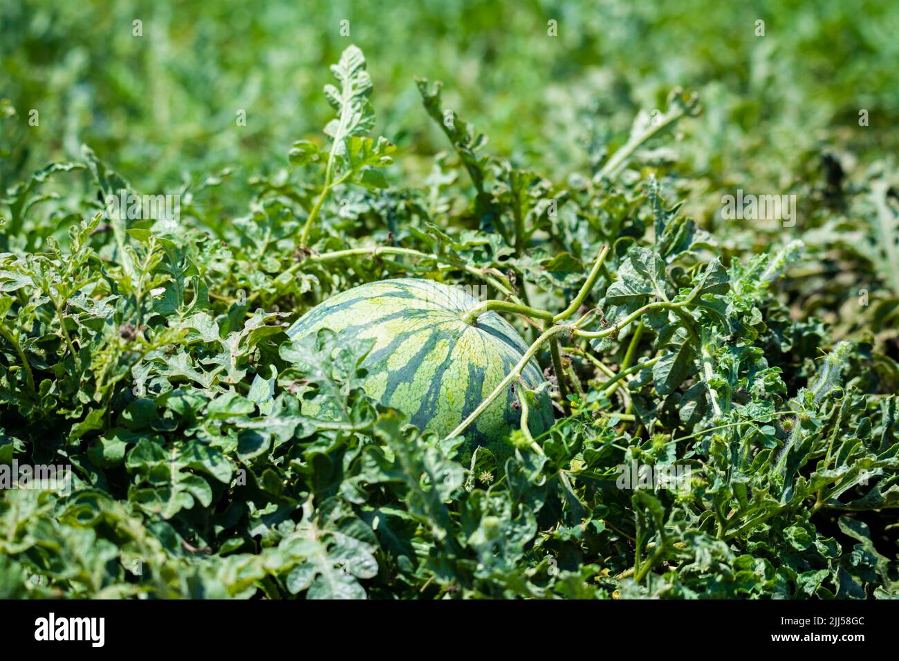 Round growing hidden watermelon bathed in sunlight Stock Photo