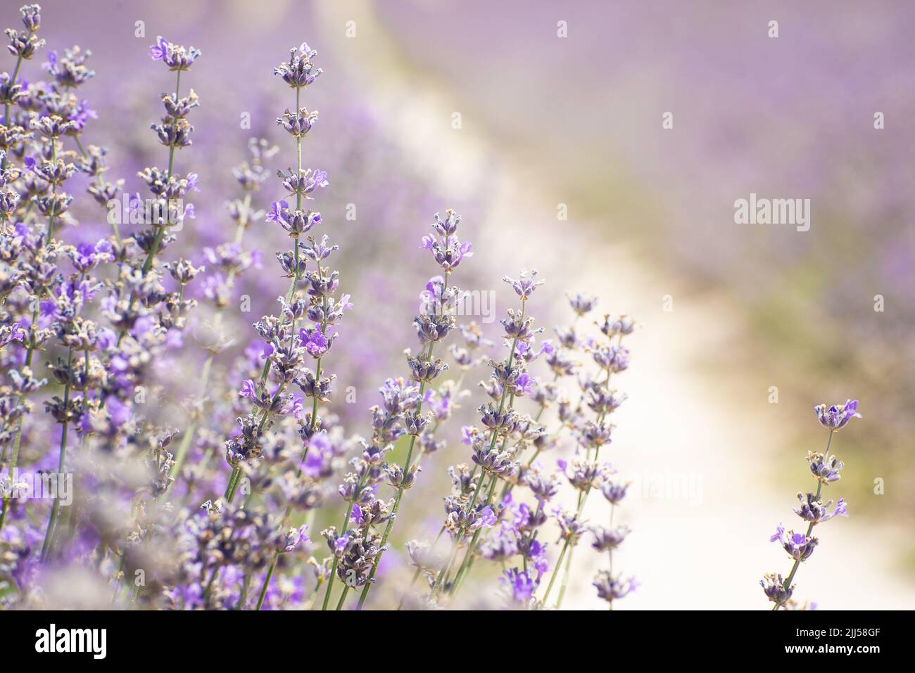 Summer field of blooming lavender (Lavandula angustifolia, Lavandula officinalis) close-up Stock Photo