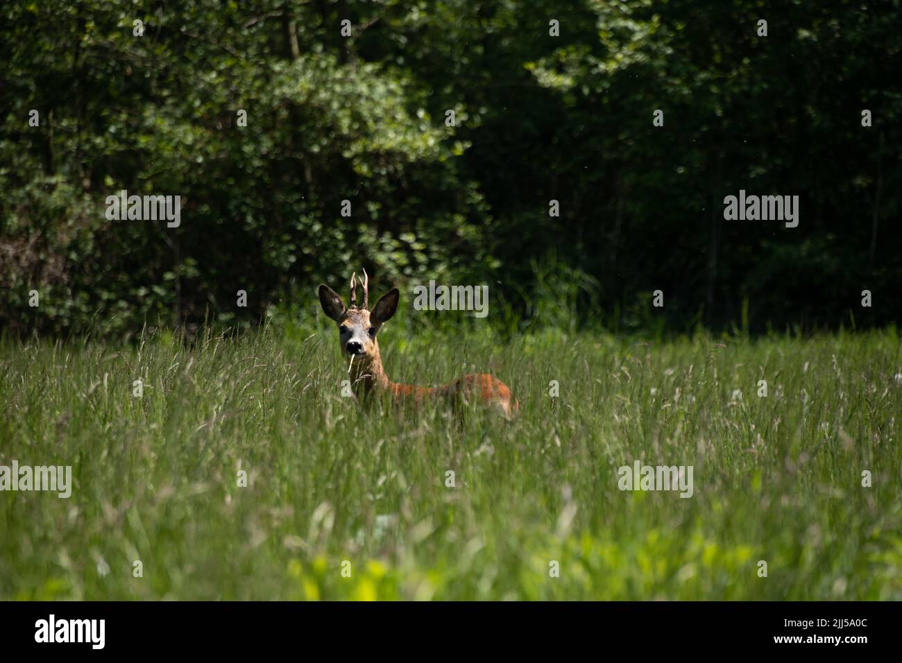 Deer in the wild eating Stock Photo