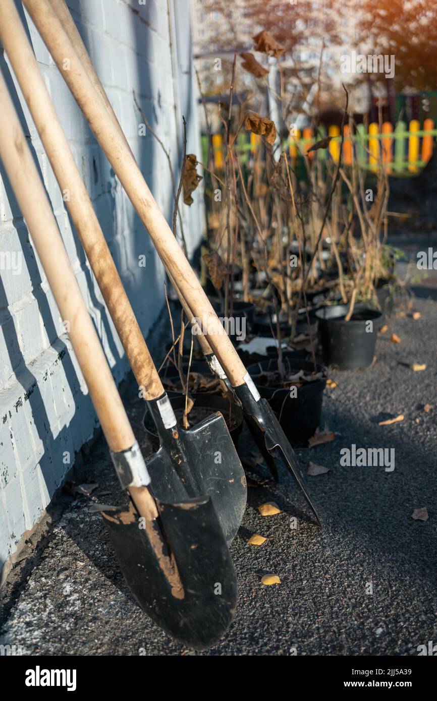 gardening shovel and set of young tree sapling in pots near building wall Stock Photo