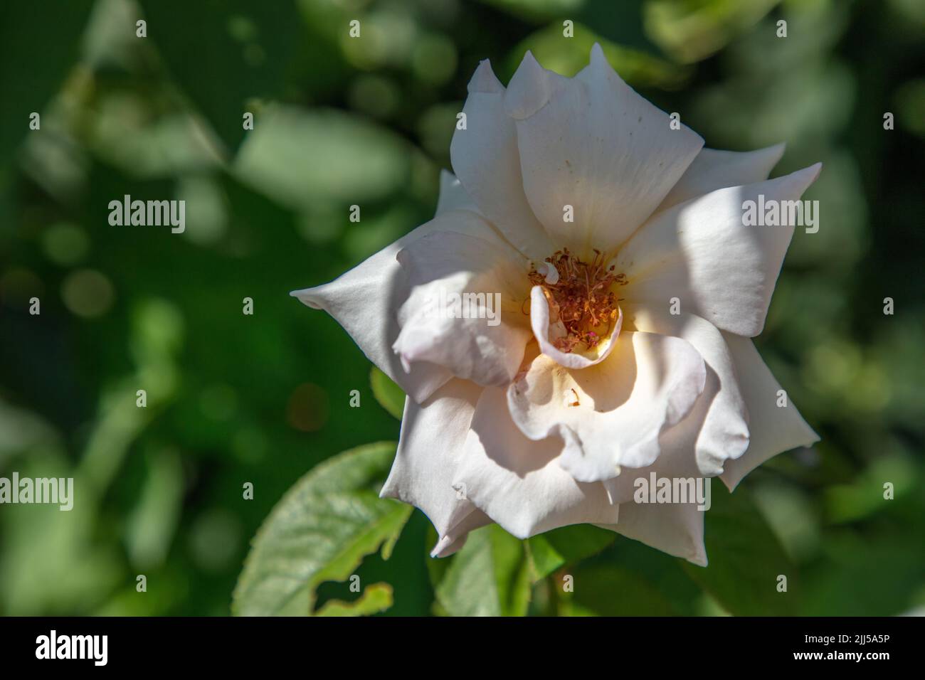 Rose hi res hi-res stock photography and images - Alamy