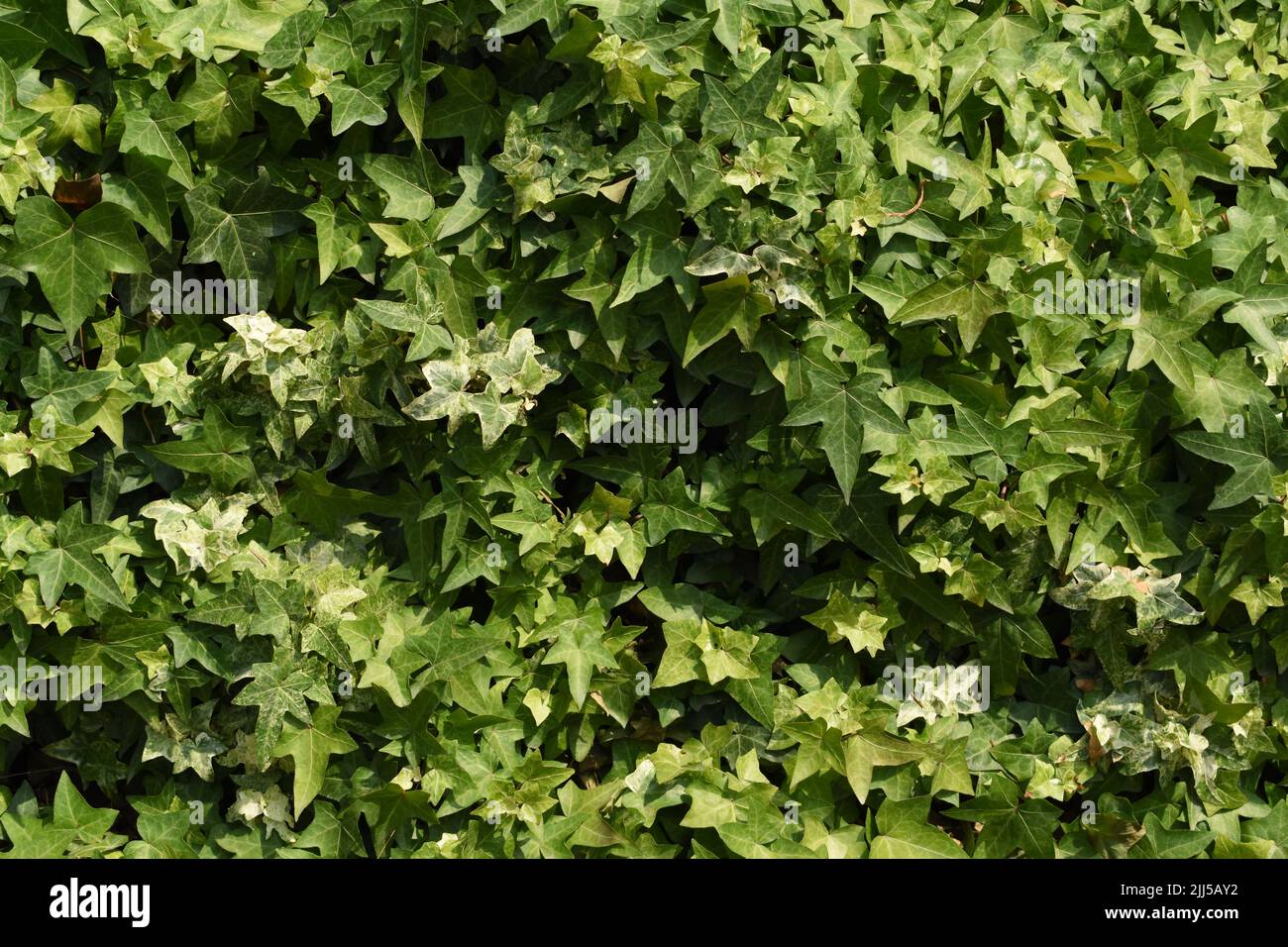 A frame full of Ivy leaves. Stock Photo