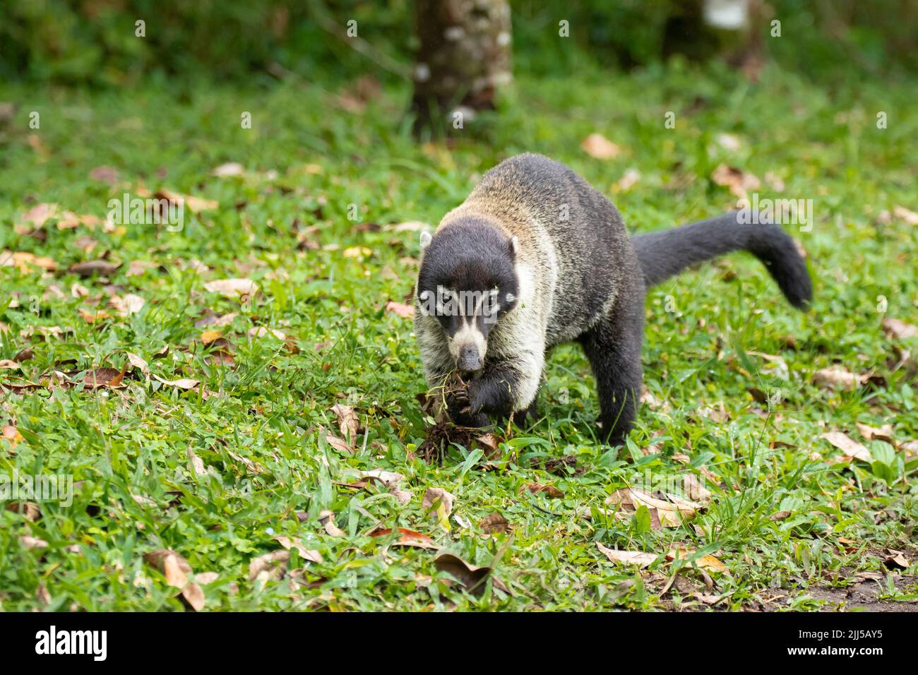 Central American Coati (Nasua narica), also known as coatimundi, foraging on the ground Stock Photo