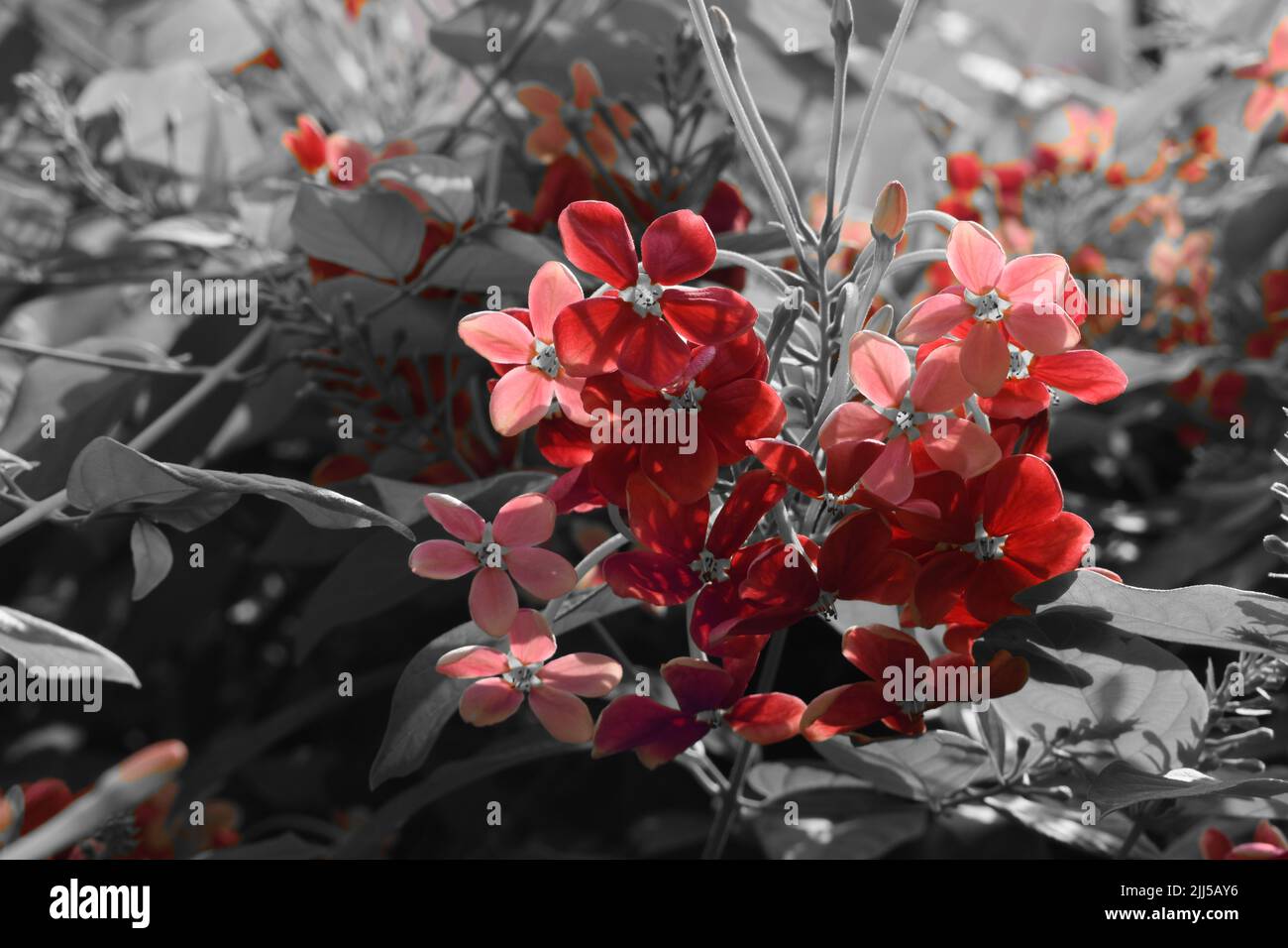 Flowers of Rangoon Creeper. Stock Photo