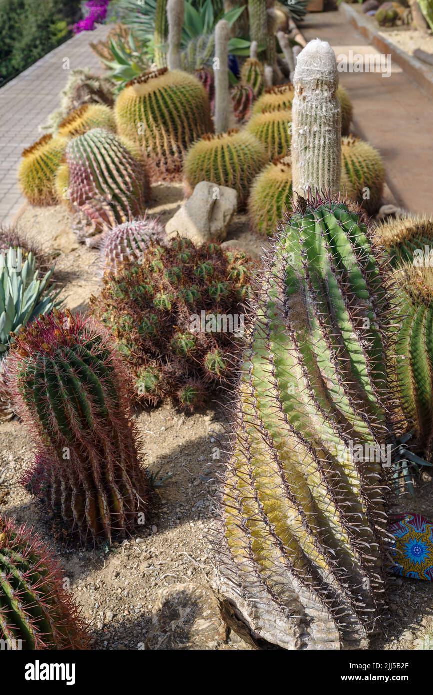 Cactus in a garden in italy hi-res stock photography and images - Alamy