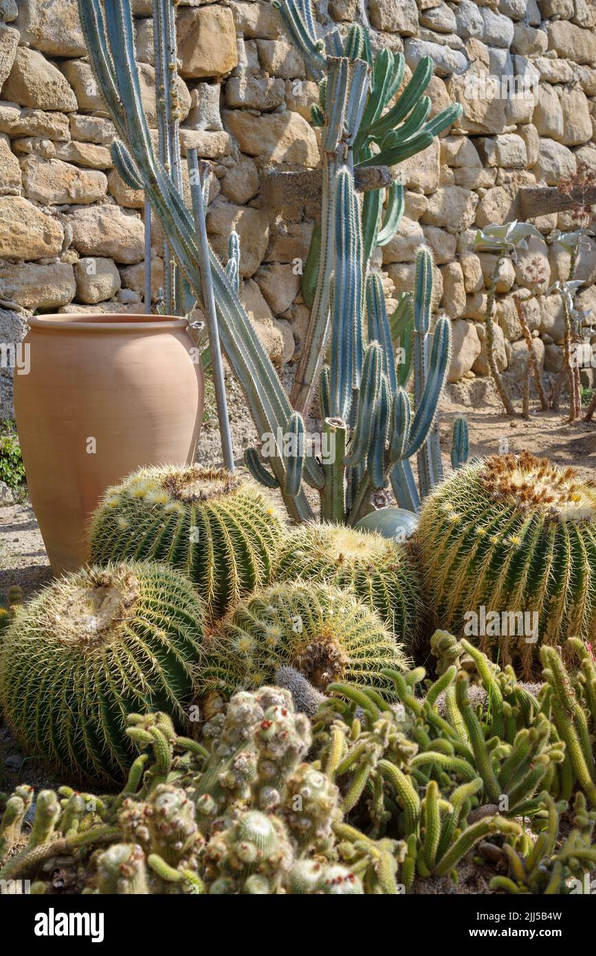 Cactaceae of different species in a garden in Imperia province, Italy Stock Photo