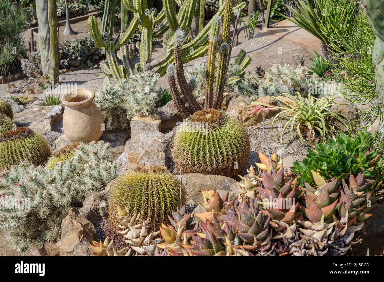 Cactaceae of different species in a garden in Imperia province, Italy Stock Photo