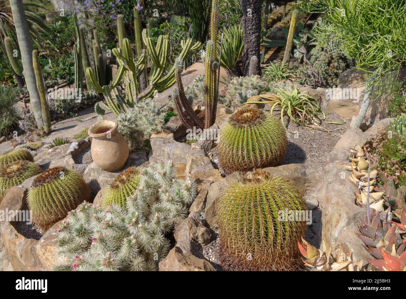Cactaceae of different species in a garden in Imperia province, Italy Stock Photo