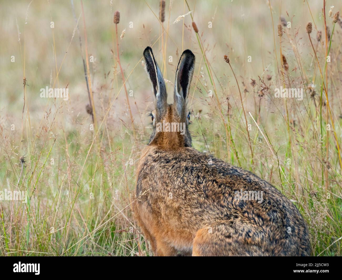 Brown Hare Lepus europaeus rear of head showing field of vision Stock Photo