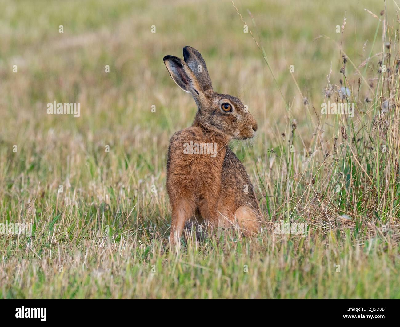 Brown Hare Lepus europaeus eating grass in grazing meadow Stock Photo