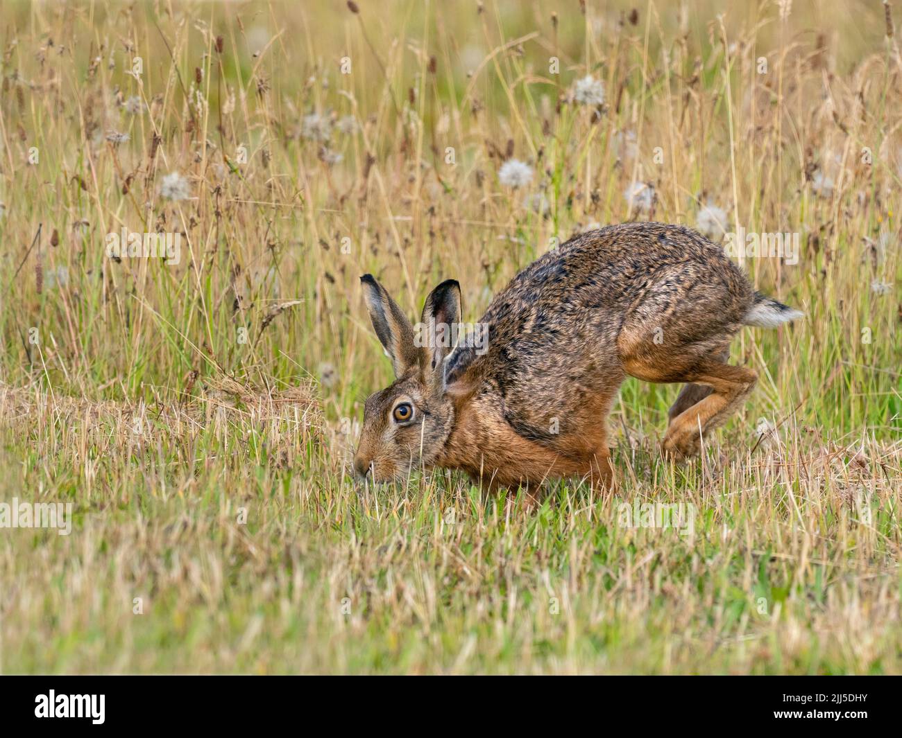 Brown Hare Lepus europaeus eating grass in grazing meadow Stock Photo
