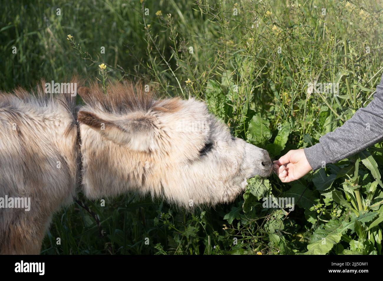 Anonymous person giving fresh green grass to cute donkey in field in sunny summer day. The farmer hand-feeds funny donkey with plant. Natural organic farming concept. Stock Photo