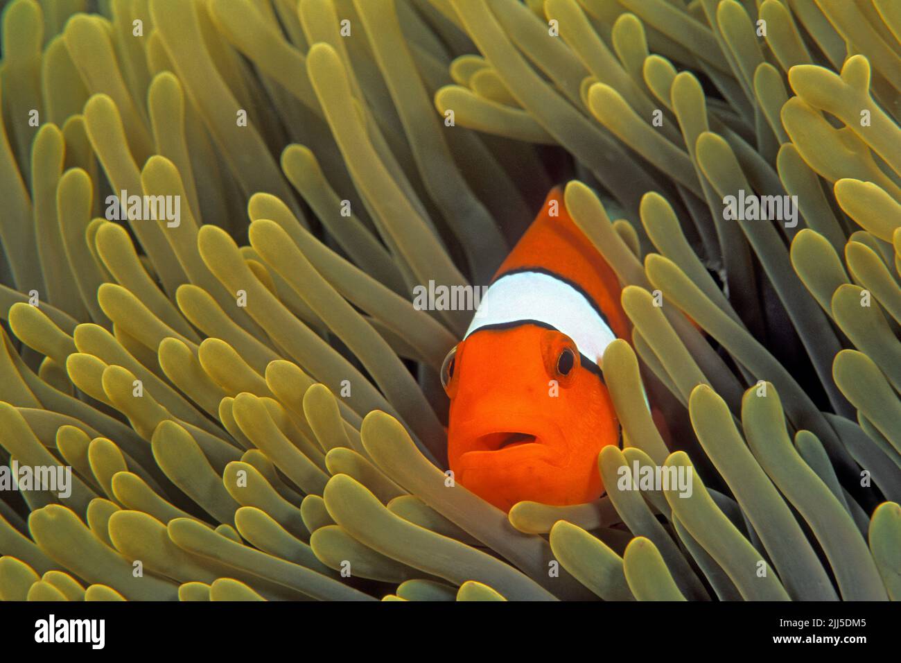 False percula clownfish (Amphiprion ocellaris), lives in symbiosis with sea anemones, Similan Islands, Marine National Park, Thailand, Andaman Sea Stock Photo