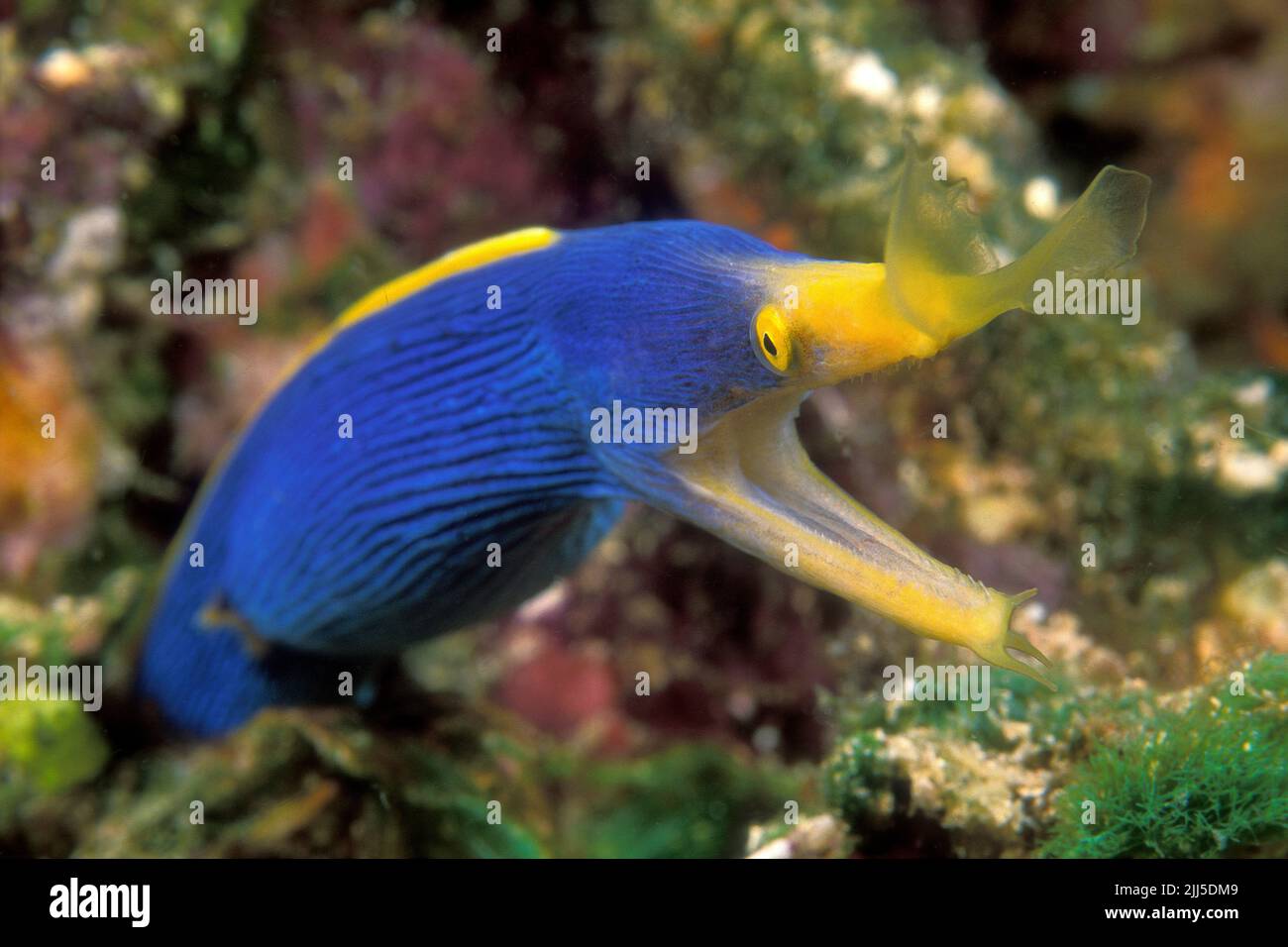 Blue and yellow ribbon eel (Rhinomuraena quaesita), male, also known as ghost moray, protandry, Stock Photo