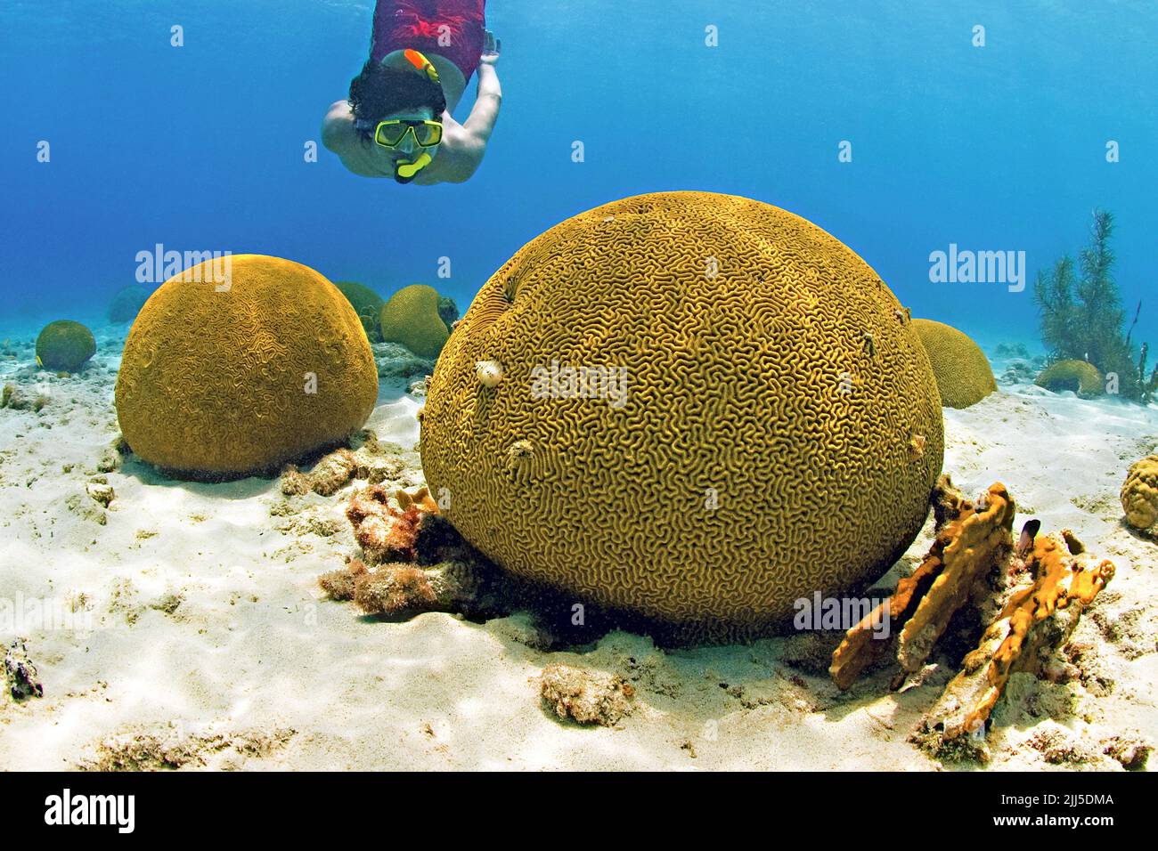 Snorkeler in a caribbean coral reef, brain coral  (Platygyra lamellina), Curacao, Netherlands Antilles, Caribbean, Caribbean sea Stock Photo