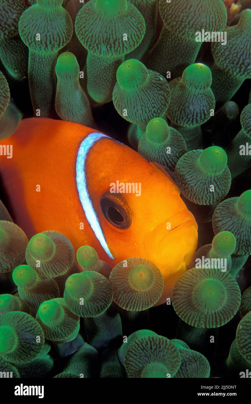 Redfin anemonefish or Bridled anemonefish (Amphiprion frenatus) lives in symbiose with Bubble-Anemones (Entacmaea quadricolor), Andaman Sea, Thailamd Stock Photo