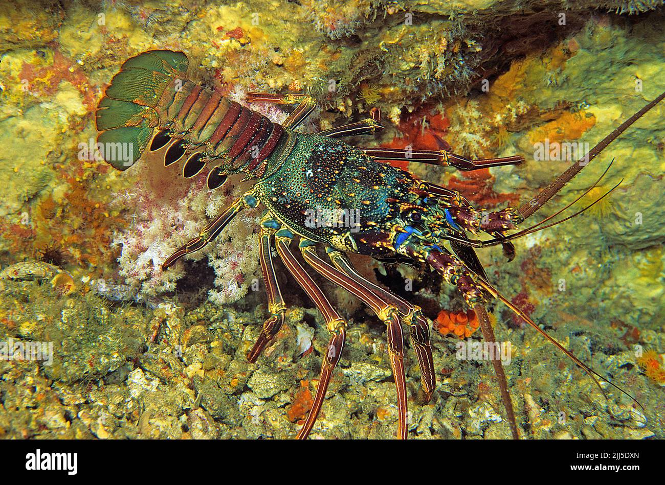 Tiger Lobster or Ornate Spiny Lobster (Panulirus ornatus) in a coral reef, Myanmar, Andaman Sea, Asia Stock Photo