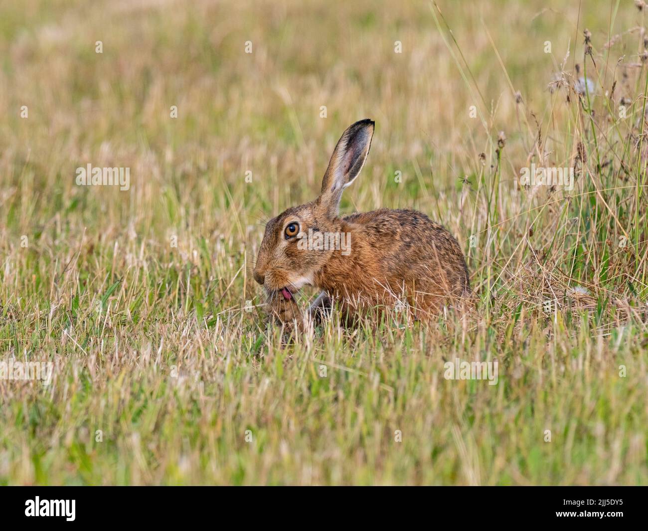 Brown Hare Lepus europaeus eating grass in grazing meadow Stock Photo