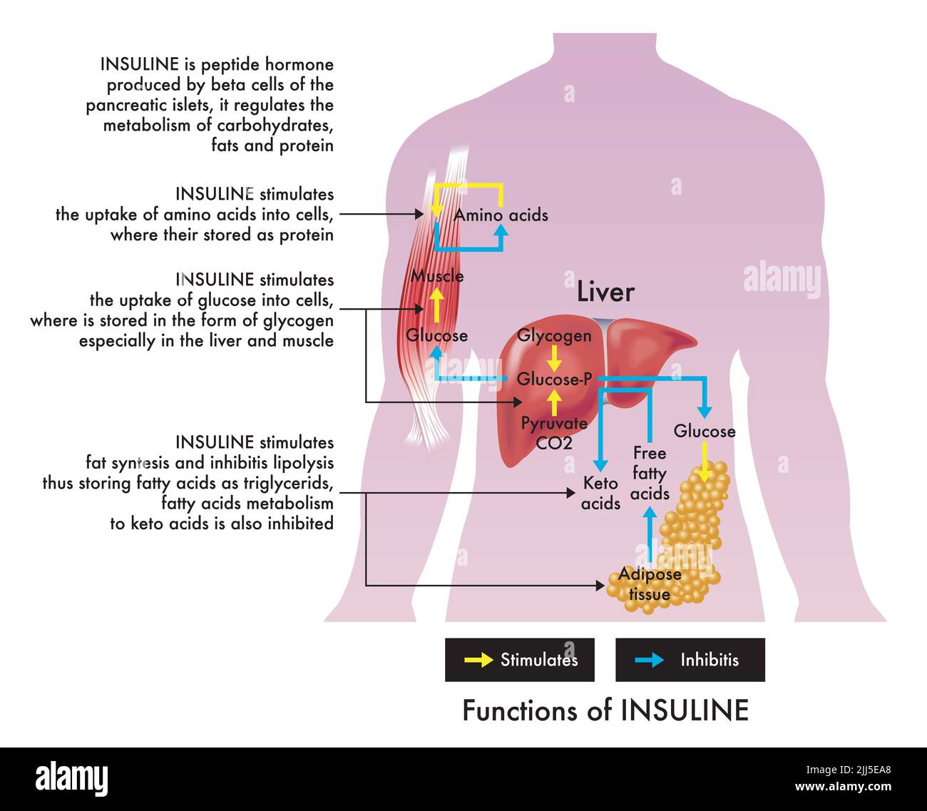 Medical illustration of insuline functions, with annotations. Stock Photo