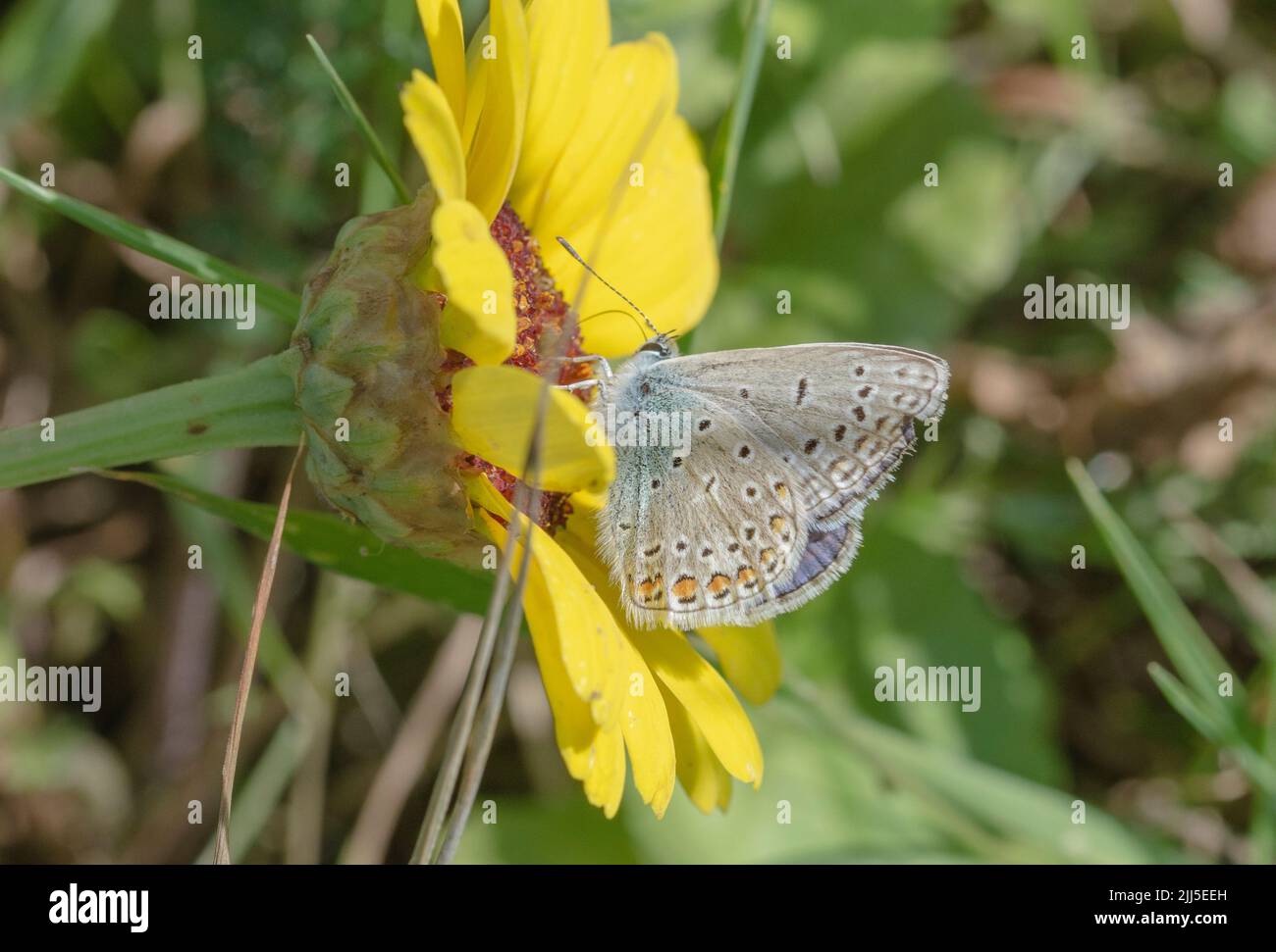 A beautiful butterfly (named Bläuling) on yellow plant Stock Photo