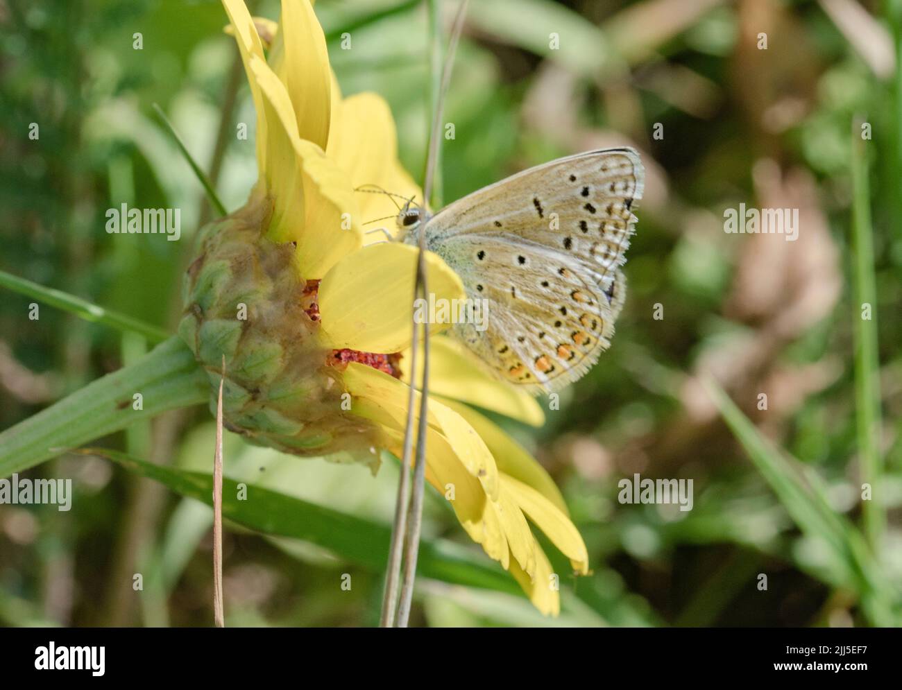 A beautiful butterfly (named Bläuling) on yellow plant Stock Photo