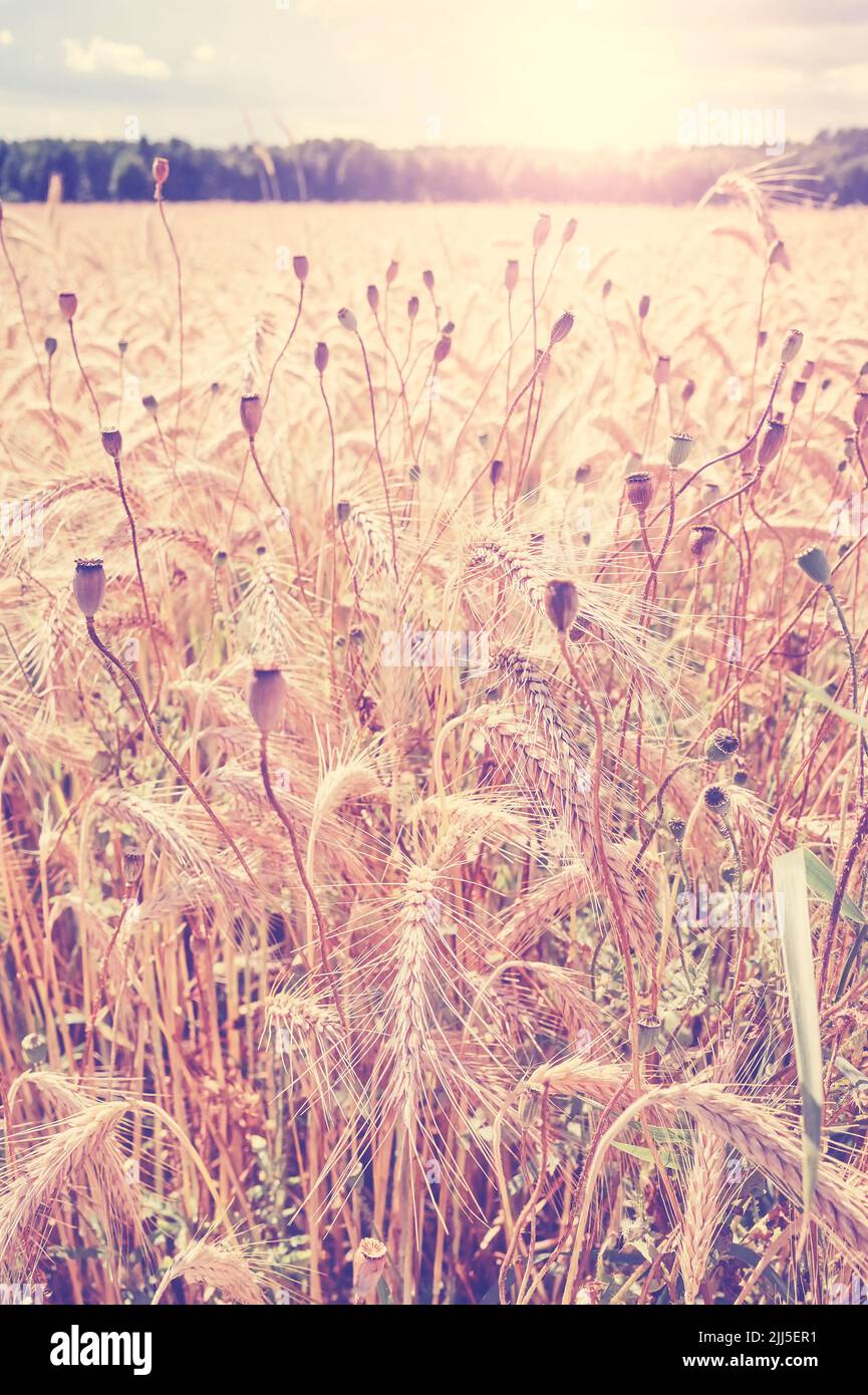 Crop field against the sun, selective focus, color toning applied. Stock Photo