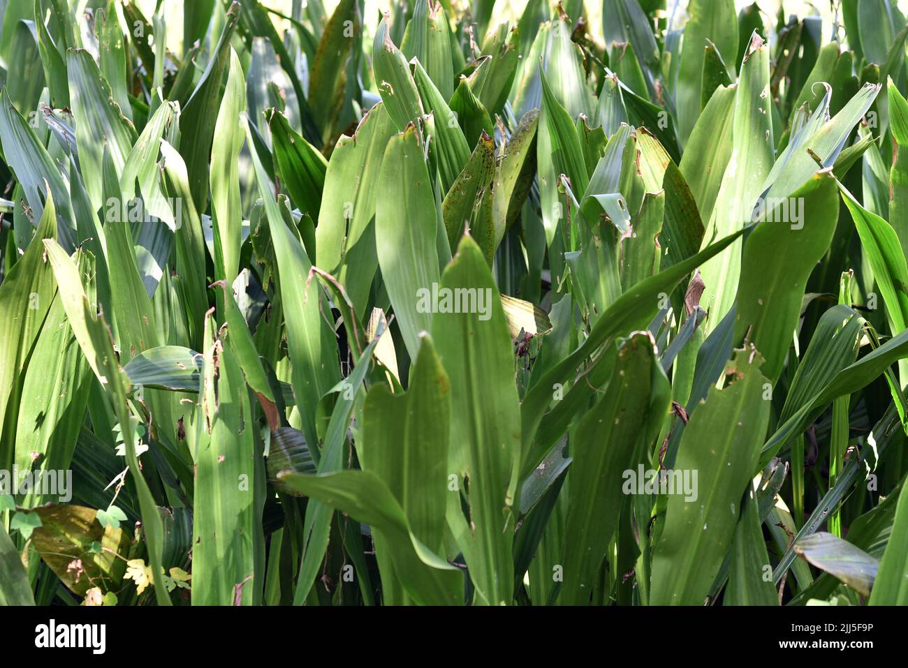 Closeup image of a Vanda hookeriana orchid leaves. concept of a nature background Stock Photo