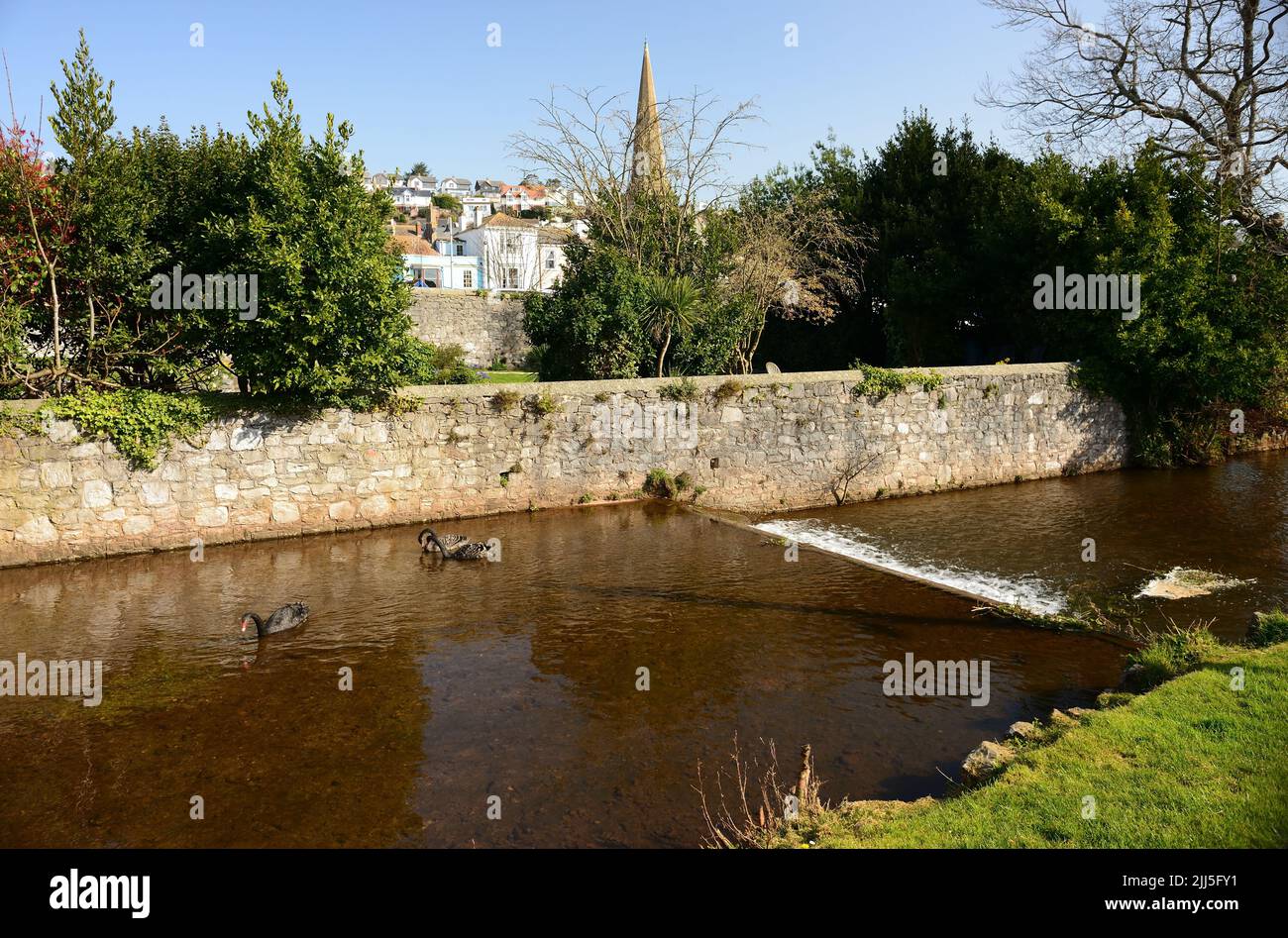 Black swans on Dawlish Water, and the spire of the United Reformed church, Dawlish, South Devon. Stock Photo