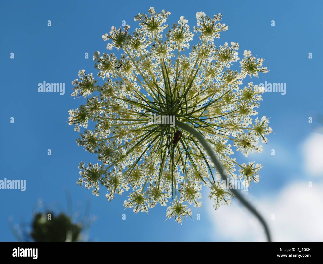 Underside of a queen anne's lace (Daucus carota) newly opened in Ottawa, Ontario, Canada. Stock Photo