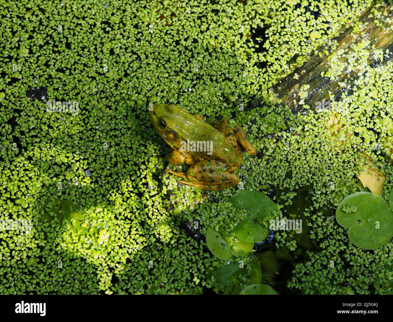 Green frog (Lithobates clamitans) camouflaged among the duckweed in a pond in Ottawa, Ontario, Canada. Stock Photo