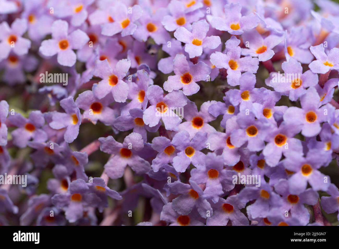 Closeup of a Buddleja davidii (or Buddleia), also known as summer lilac, butterfly-bush, or orange eye. Flowering in July in Worcestershire, England Stock Photo