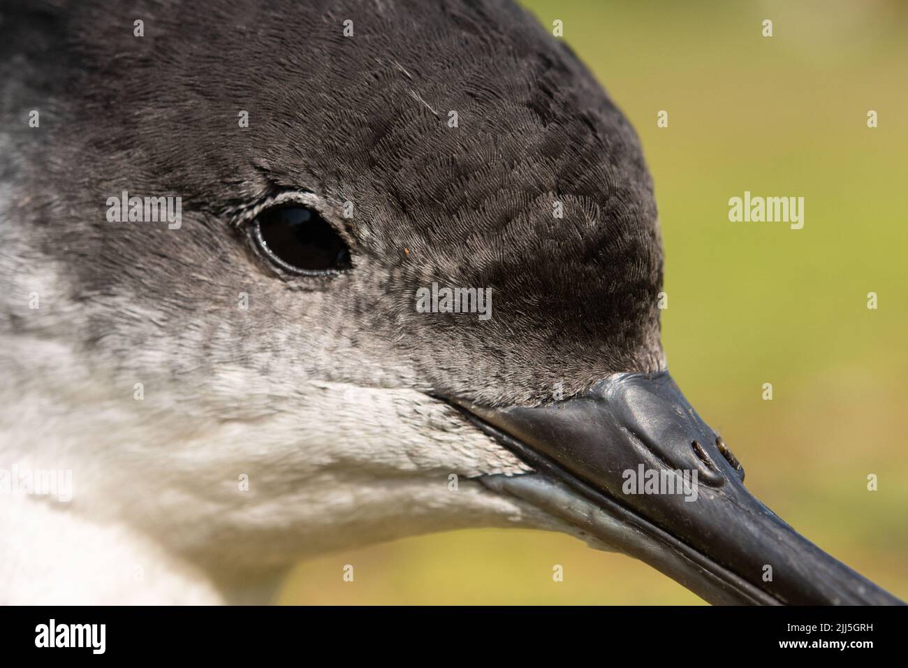 Nostrils on top of bill of Manx shearwater on Skomer Island Stock Photo ...