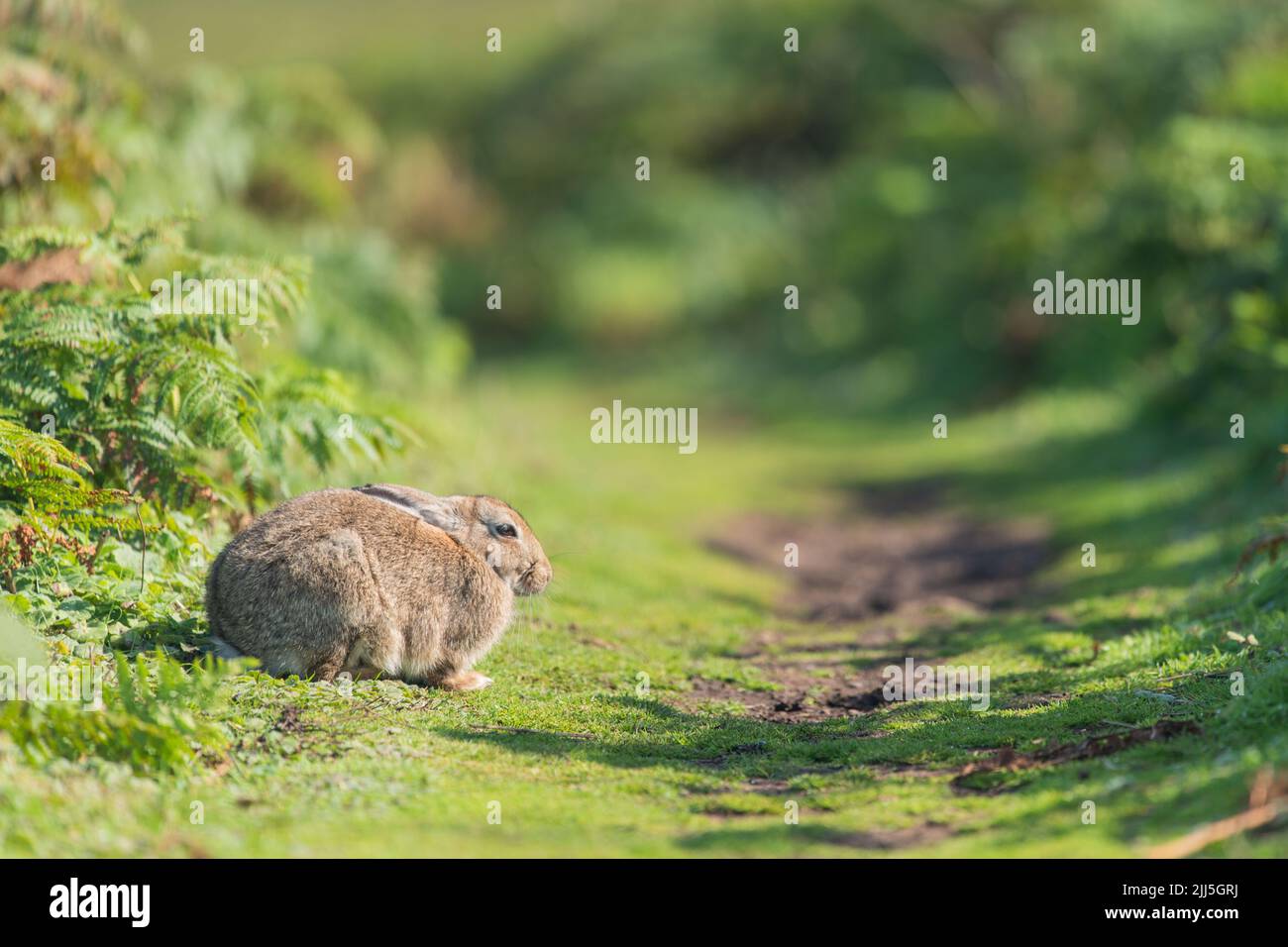 Non-native introduced rabbit on Skomer Island, Wales, UK Stock Photo