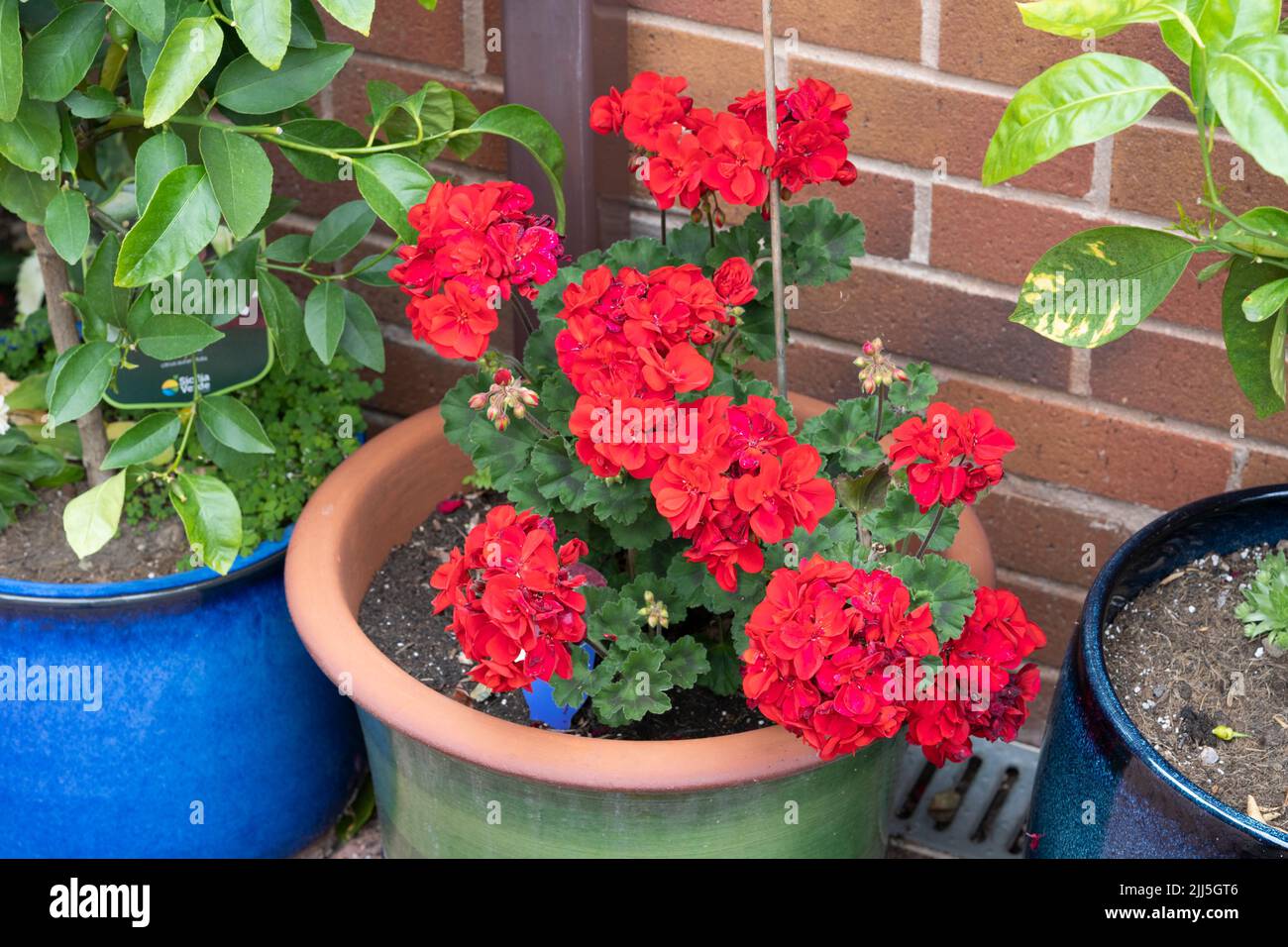 Upright Geranium Velvet Red with red flowers and variegated green leaves growing in a plant pot in an English garden and flowering in July Stock Photo