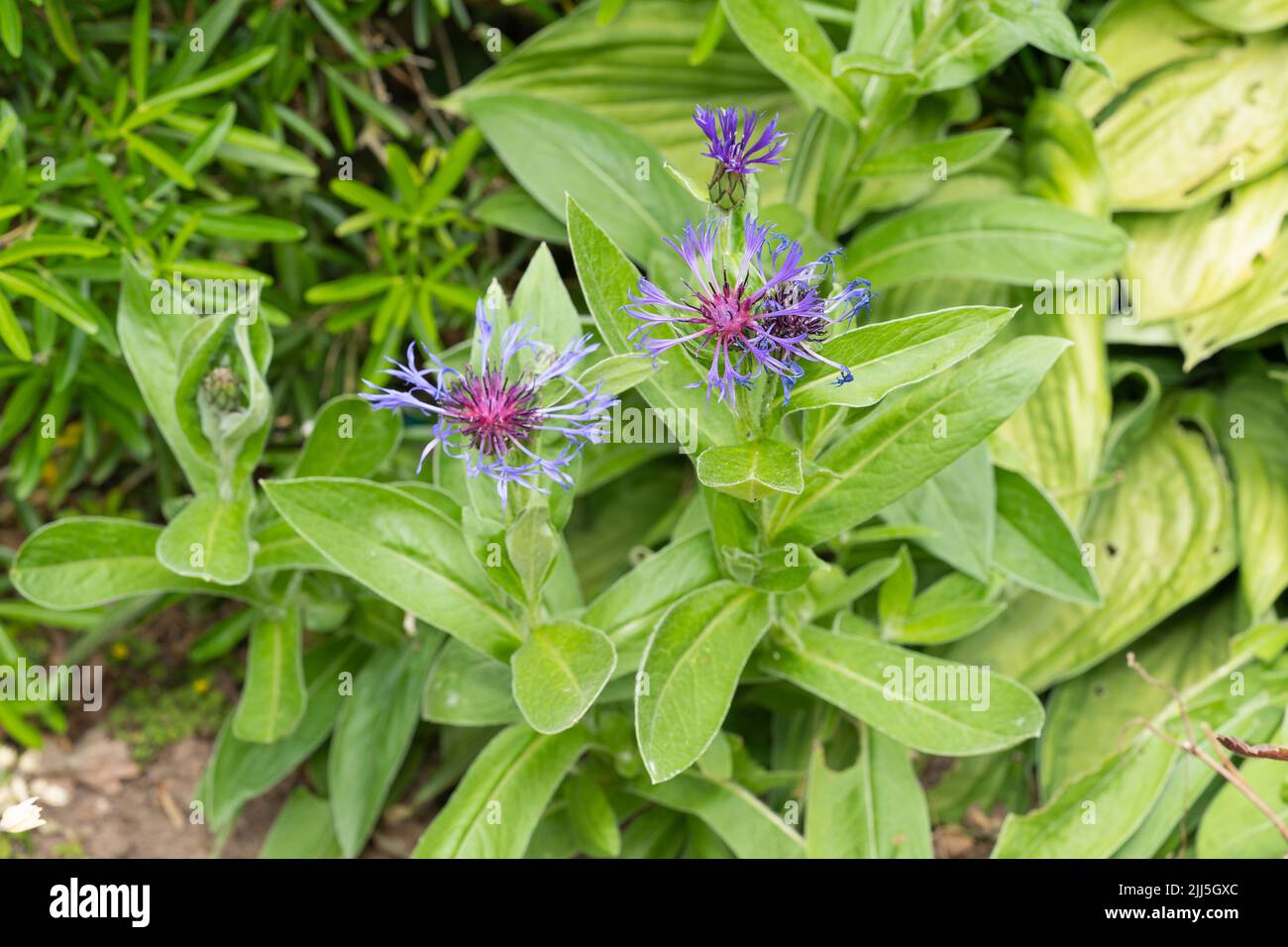 Centaurea montana (Cyanus Montanus L. Hill, commonly known as the perennial cornflower, also mountain bluet / great blue bottle) in July, England Stock Photo